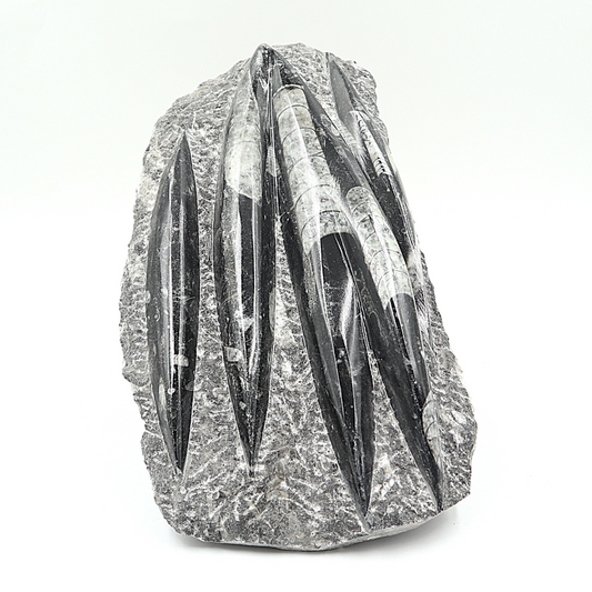 Orthoceras fossielenplaat