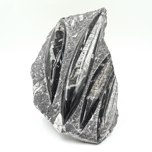 Orthoceras fossielenplaat
