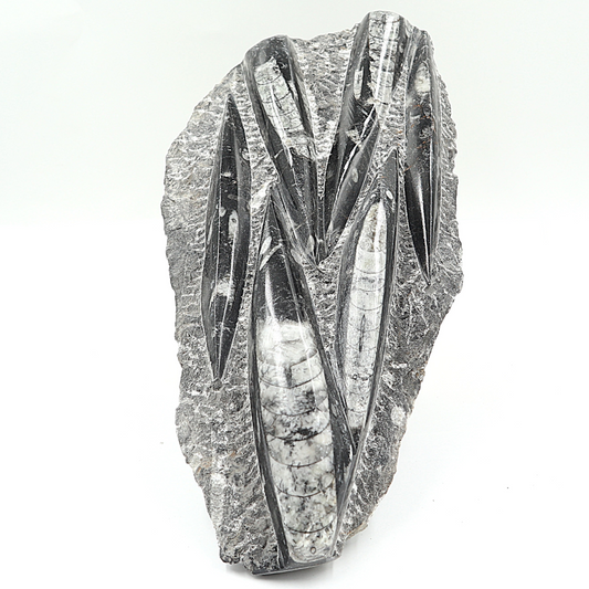 Orthoceras fossielenplaat