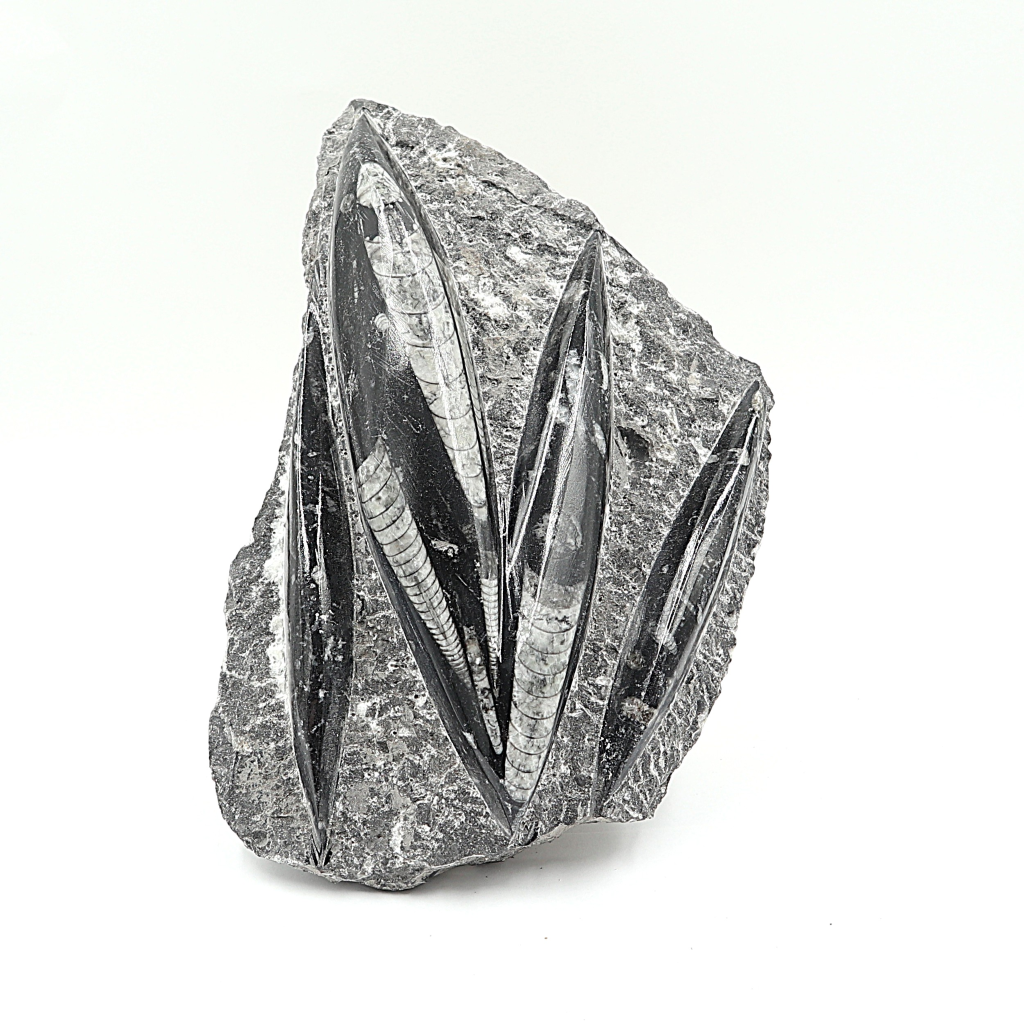 Orthoceras fossielenplaat