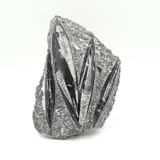 Orthoceras fossielenplaat