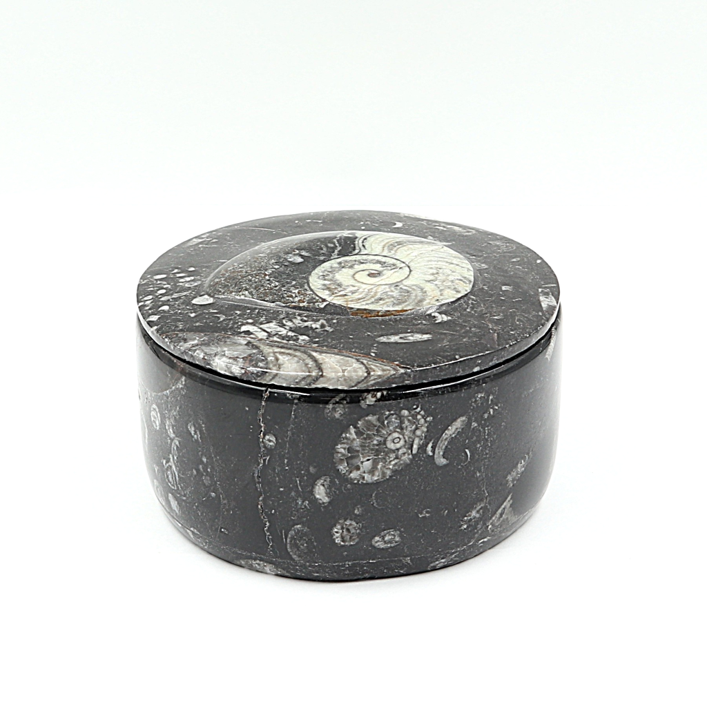 Box Orthoceras en Goniatiet Ø 10 cm