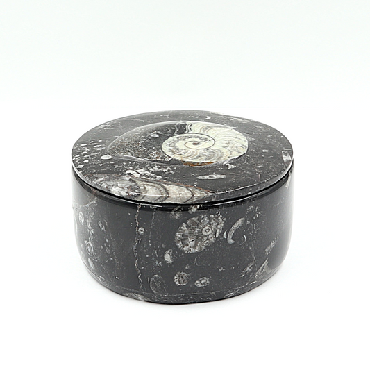 Box Orthoceras en Goniatiet Ø 10 cm