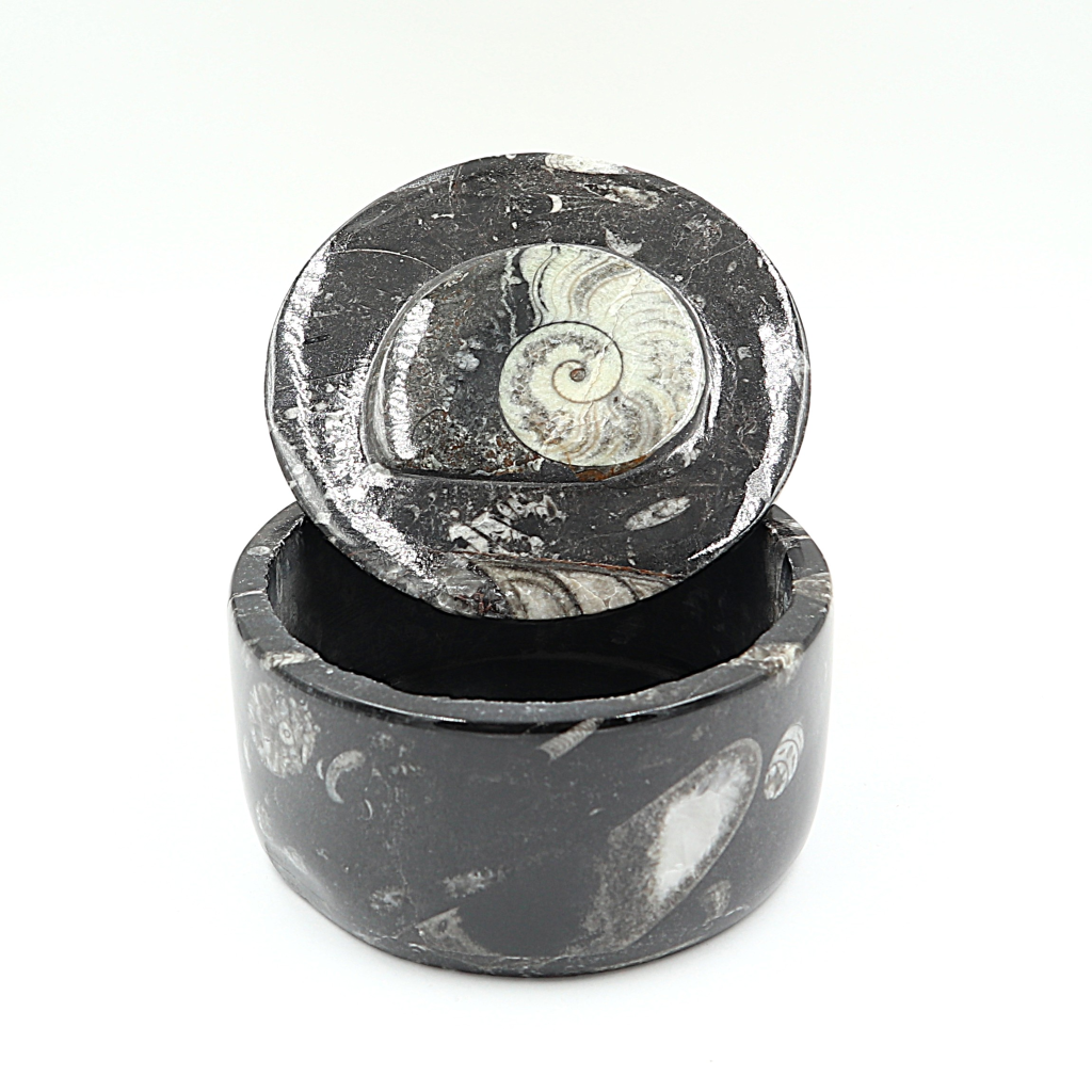 Box Orthoceras en Goniatiet Ø 10 cm