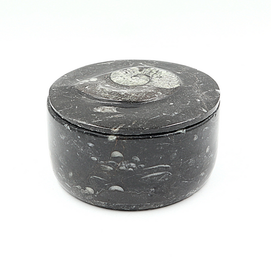 Box Orthoceras en Goniatiet Ø 10 cm