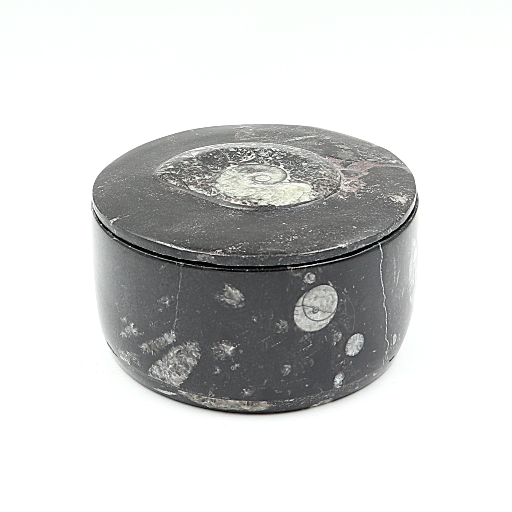 Box Orthoceras en Goniatiet Ø 10 cm