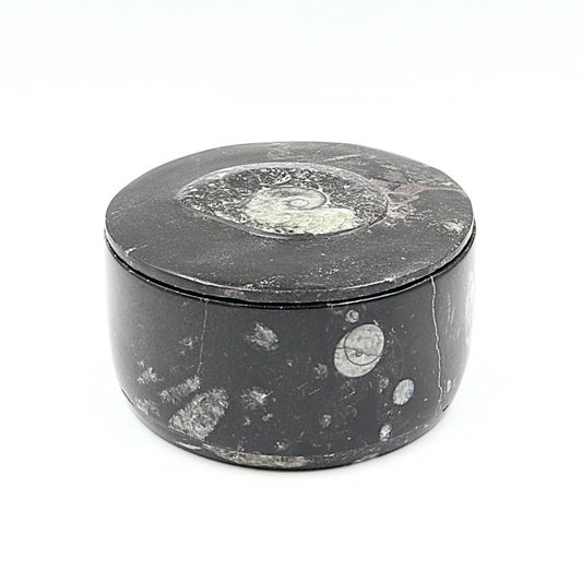 Box Orthoceras en Goniatiet Ø 10 cm