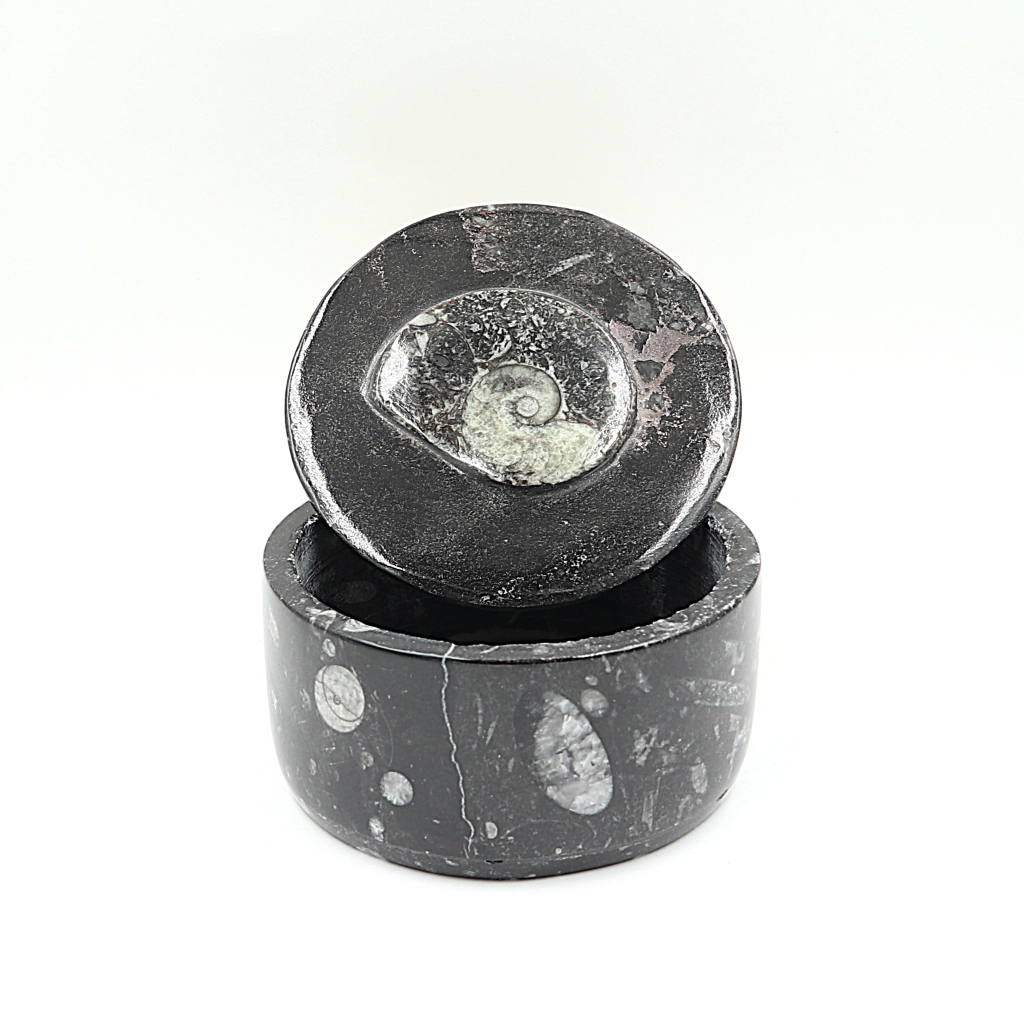 Box Orthoceras en Goniatiet Ø 10 cm