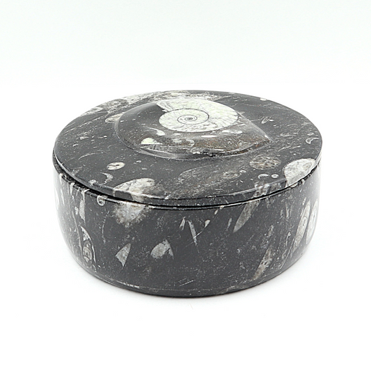 Box Orthoceras en Goniatiet Ø 14 cm