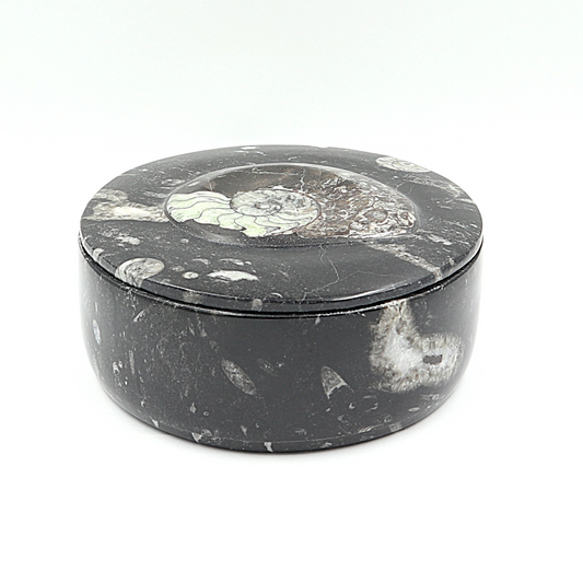 Box Orthoceras en Goniatiet Ø 14 cm