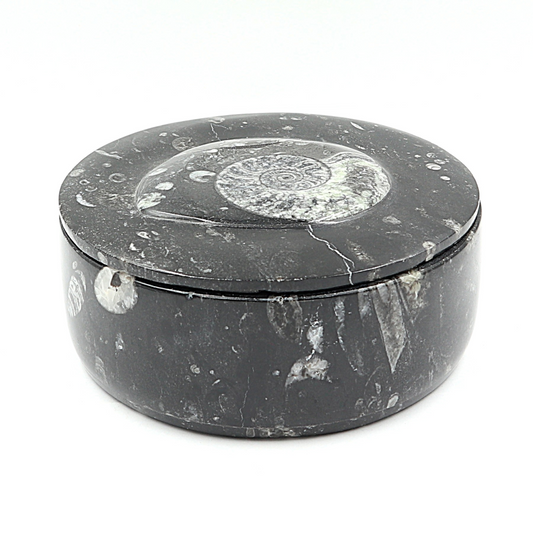 Box Orthoceras en Goniatiet Ø 14 cm