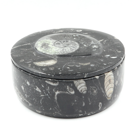 Box Orthoceras en Goniatiet Ø 14 cm
