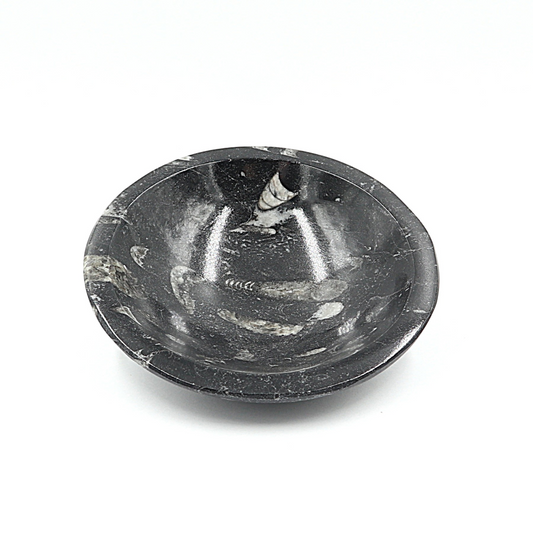 Orthoceras fossiel schaaltje Ø 12 cm