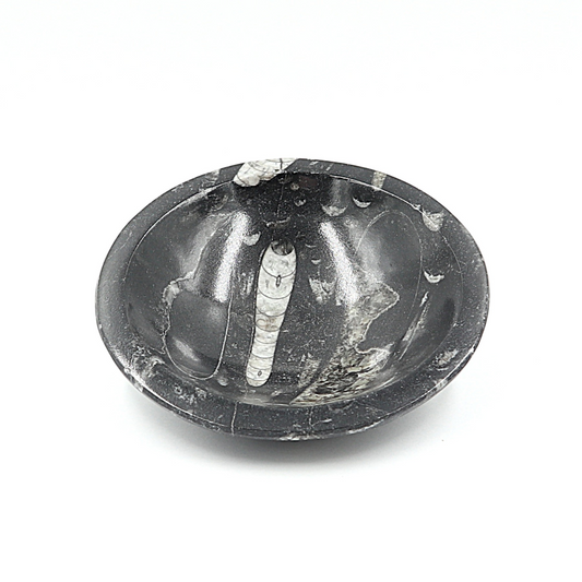 Orthoceras fossiel schaaltje Ø 12 cm