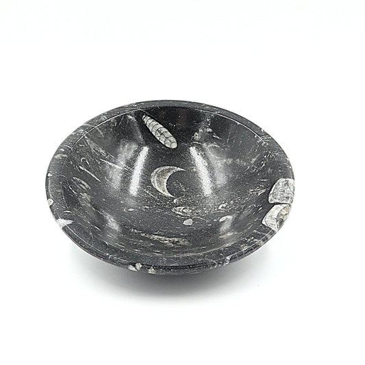 Orthoceras fossiel schaaltje Ø 12 cm