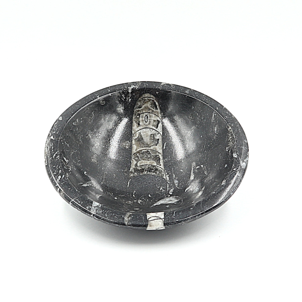 Orthoceras fossiel schaaltje Ø 12 cm