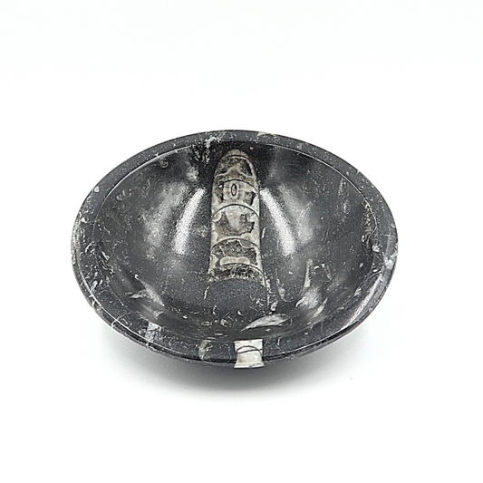 Orthoceras fossiel schaaltje Ø 12 cm