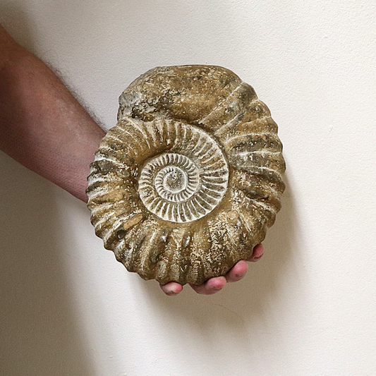 Ammoniet 20-25 cm