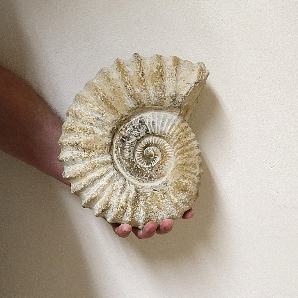 Ammoniet 20-25 cm