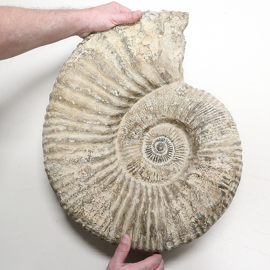 Ammoniet 50 cm