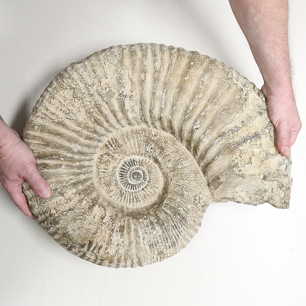 Ammoniet 50 cm