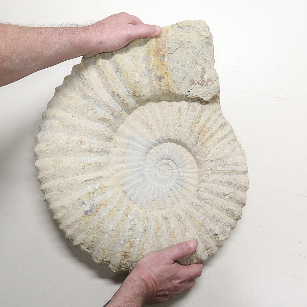 Ammoniet 50 cm