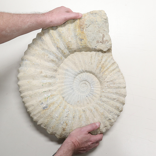 Ammoniet 50 cm