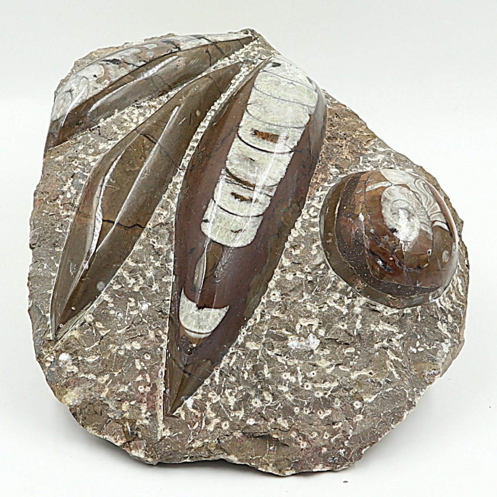 Ammoniet & Orthoceras fossielenplaat